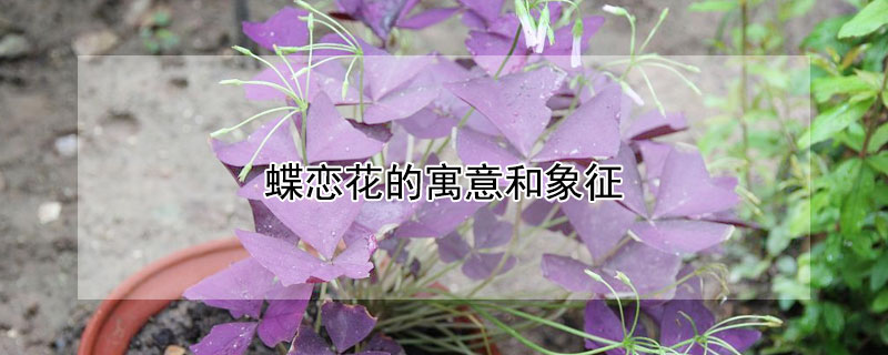 蝶恋花的寓意和象征 蝶恋花的寓意和象征意义是什么