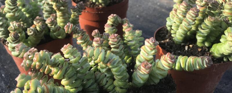钱串怎么出锦 钱串子出锦
