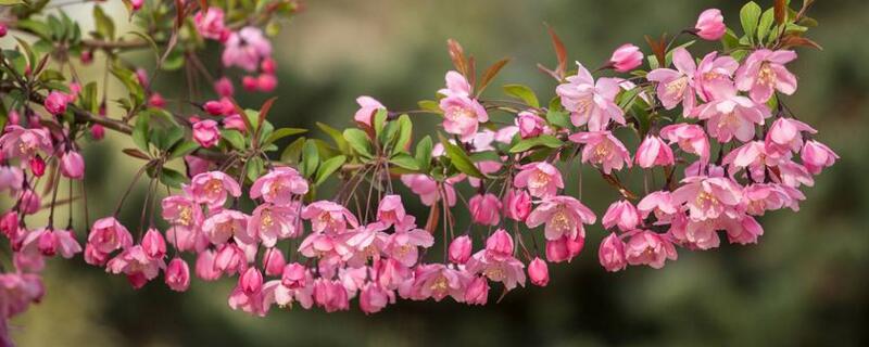 垂丝海棠什么时候开花 垂丝海棠什么时候开花?