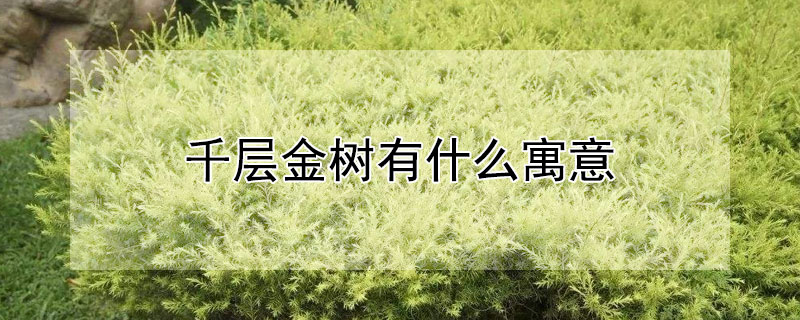 千层金树有什么寓意 千层金树有什么寓意和象征