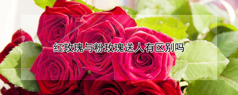 红玫瑰与粉玫瑰送人有区别吗 红玫瑰与粉玫瑰送人有区别吗视频