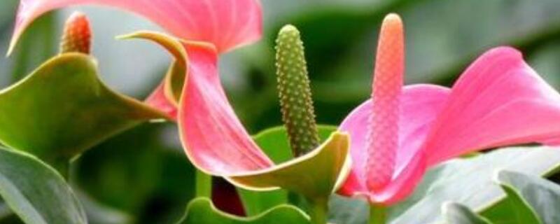 粉掌如何催花 怎么让粉掌开花爆满盆