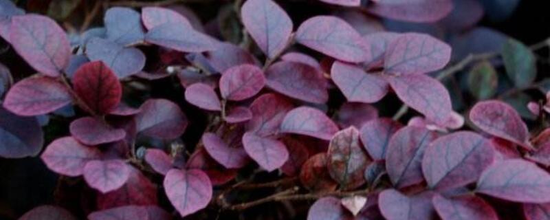 红花檵木的生长特点（红花檵木的形态特征）