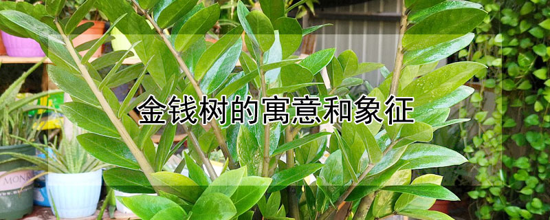 金钱树的寓意和象征 金钱树的寓意和象征意义是什么呢图片
