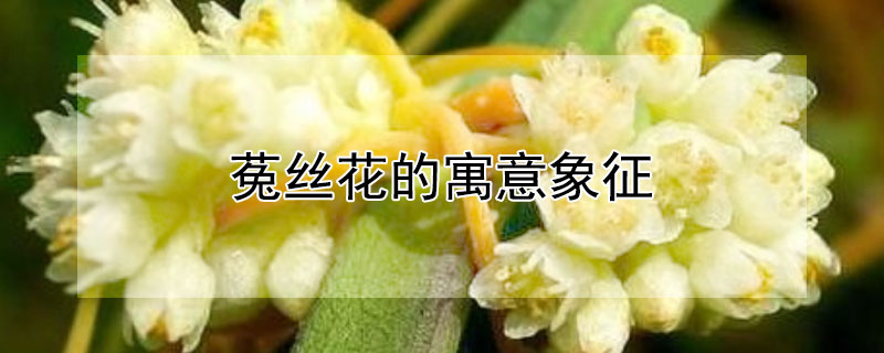 菟丝花的寓意象征（菟丝花的寓意象征什么）