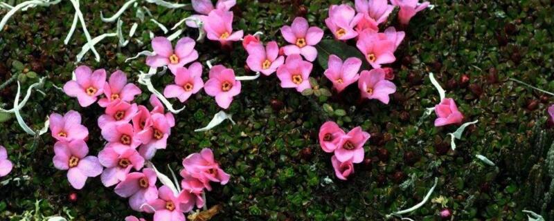 红花岩梅怎么种植 红花岩梅怎么种植视频