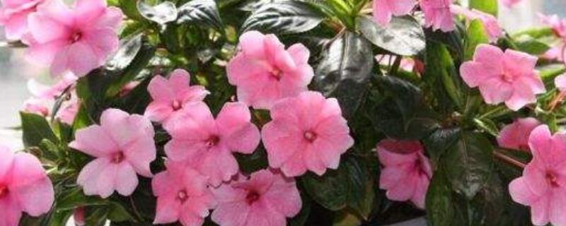 水梅花开花时用什么花肥（水梅花开花时用什么花肥最好）