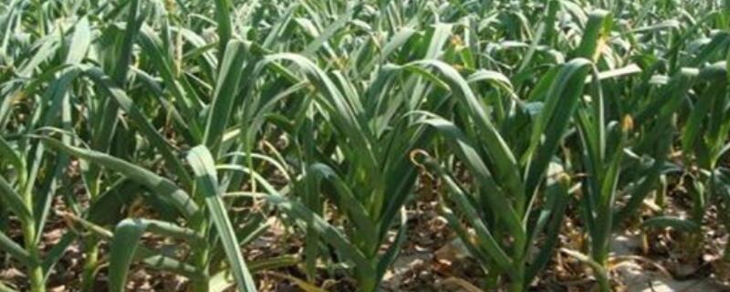 大蒜冬季种植技术 大蒜冬季种植技术要点