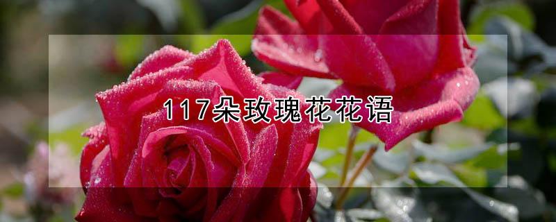 117朵玫瑰花花语（117朵玫瑰花啥含义）