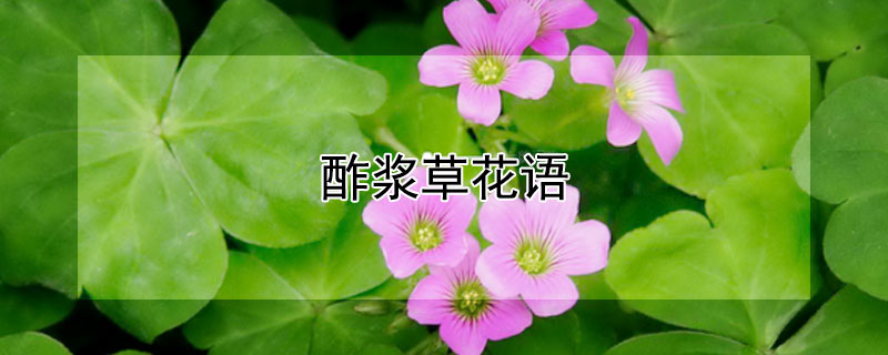 酢浆草花语（紫叶酢浆草花语）