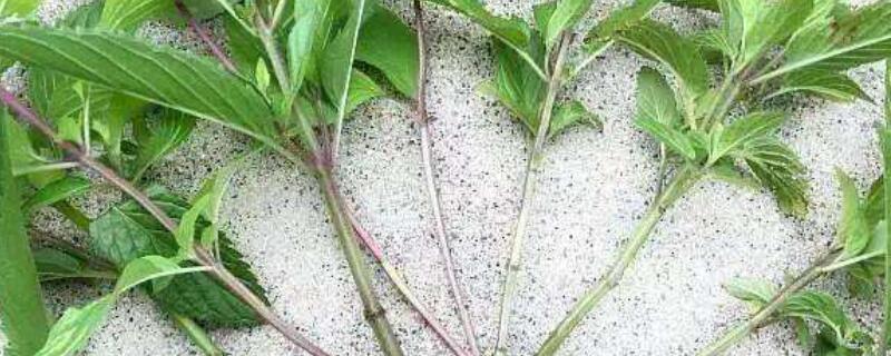 薄荷插枝能活吗 薄荷插枝能活吗水里能养吗