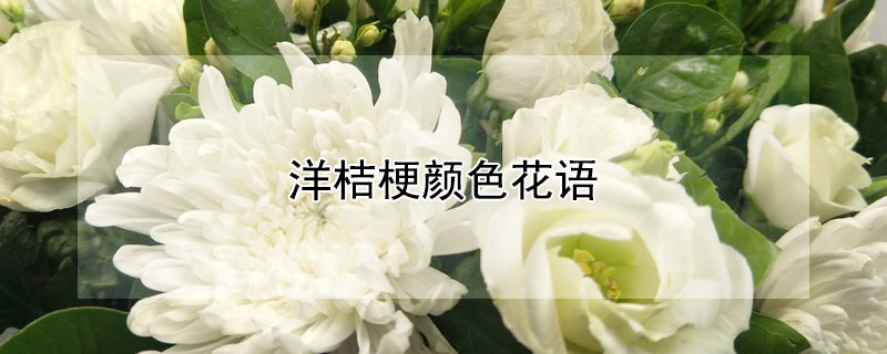 洋桔梗颜色花语 洋桔梗花的颜色