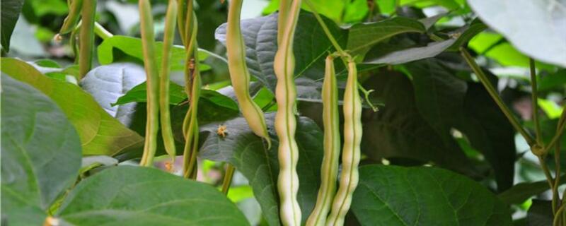 豆角什么时候播种 八月豆角什么时候播种