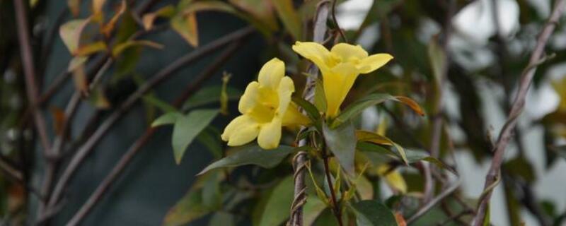法国香水茉莉怎么养（法国香水茉莉怎么养护）