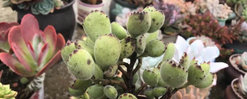 多肉长黑斑点什么原因 多肉黑斑病早期图片