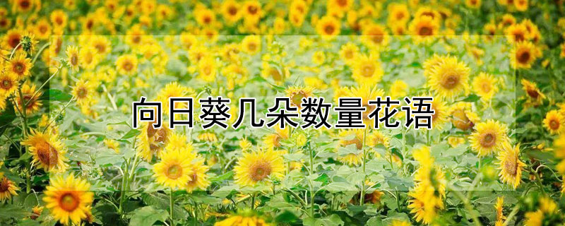 向日葵几朵数量花语（1—10朵向日葵的寓意）