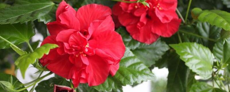 木菊花水中生根方法（木菊花水中生根方法有哪些）