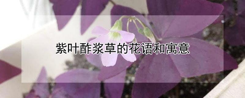 紫叶酢浆草的花语和寓意（酢浆草不好的寓意）
