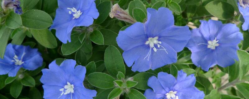 日本蓝星花怎么养（日本蓝星花怎么养殖）