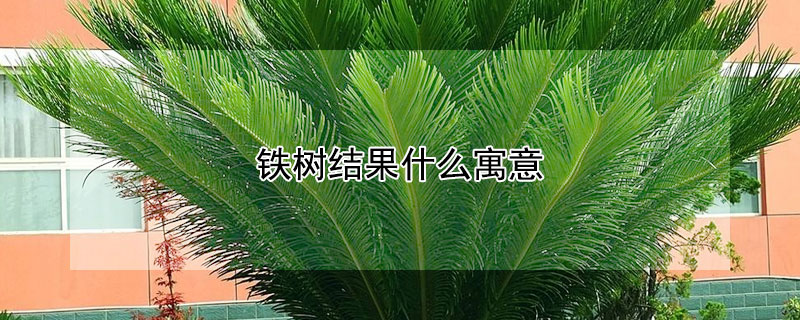 铁树结果什么寓意 铁树开花八大预兆
