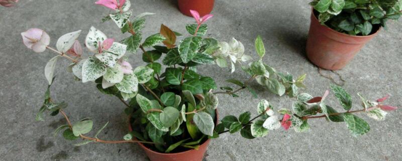 花叶络石叶子干硬（花叶络石叶子干硬怎么回事）