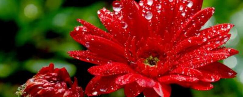 非洲菊花谢后怎么办 非洲菊花谢了怎么办