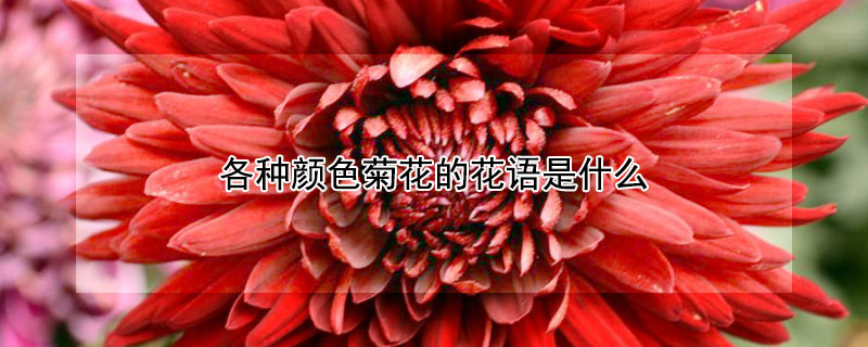 各种颜色菊花的花语是什么（不同颜色的菊花的花语）