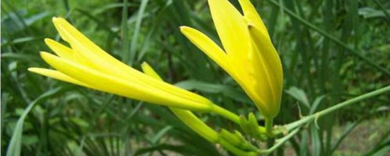 黄花菜怎么过冬（黄花菜怎么过冬的）