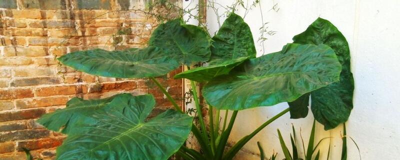 大野芋怎么种植（大野芋种植方法）