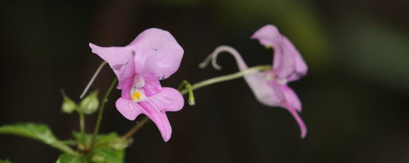 凤仙花如何打顶 凤仙花打顶方法
