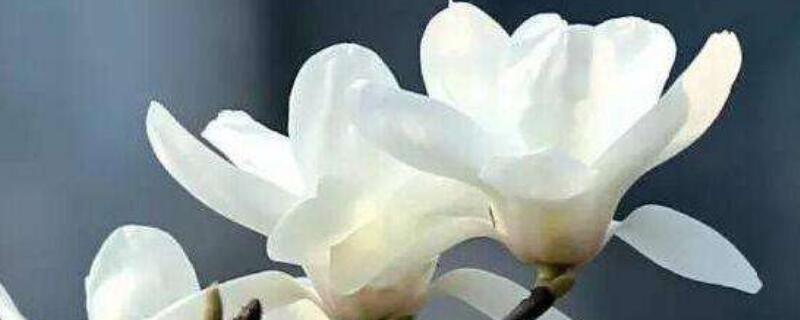 白玉兰花怎么浇水（白玉兰花怎么养护和浇水）