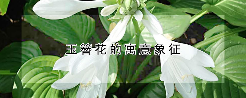 玉簪花的寓意象征 玉簪花的寓意象征什么