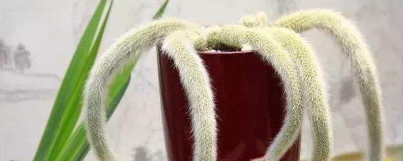 多肉植物九尾狐怎么养（多肉植物九尾狐怎么养殖）