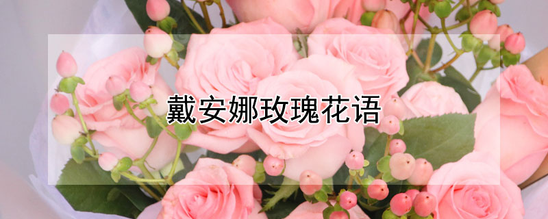 戴安娜玫瑰花语（戴安娜玫瑰花语及寓意）
