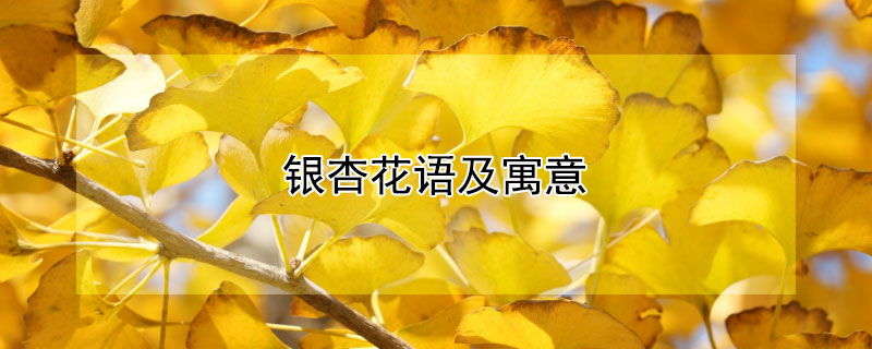 银杏花语及寓意（银杏花的花语）