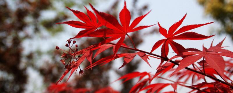 红枫树是怎么嫁接的（红枫树是怎么嫁接的呢）