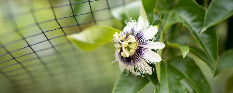 西番莲种植管理技术 西番莲种植管理技术要求