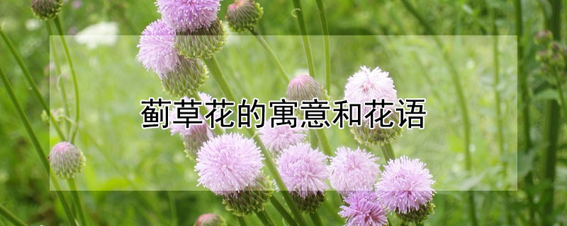 蓟草花的寓意和花语 蓟草花的寓意和花语是什么
