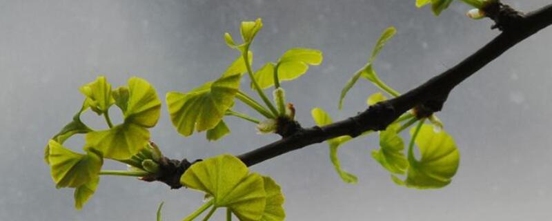 树不发芽怎么办（树不发芽怎么办能用磷酸二氢钾吗罐根）