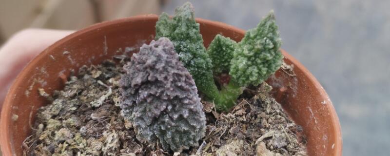 大疣朱紫玉怎么叶插 多肉大疣朱紫玉怎么养