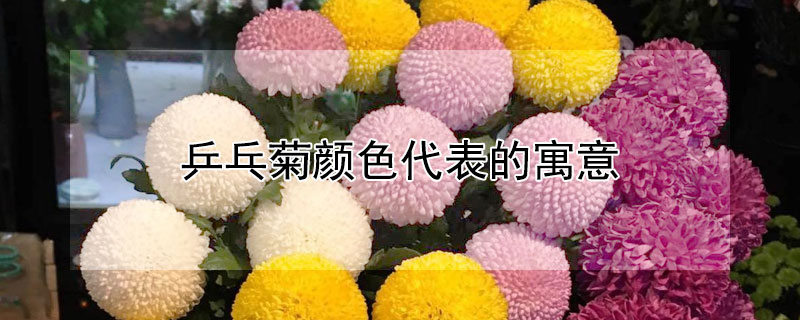 乒乓菊颜色代表的寓意 乒乓菊的颜色种类