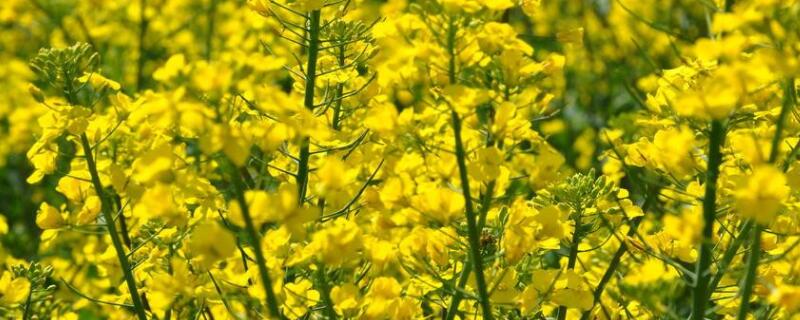 油菜花什么时候种（油菜花什么时候种什么时候开）