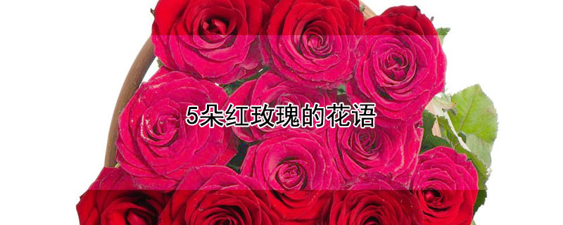 5朵红玫瑰的花语 五朵红玫瑰寓意