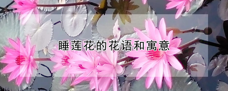 睡莲花的花语和寓意 睡莲的寓意和象征风水