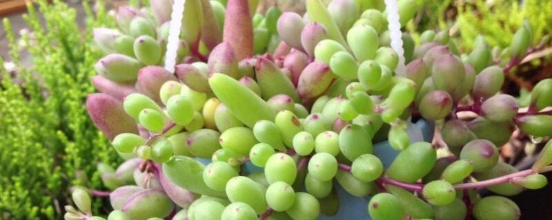 黄花新月多肉怎么养（黄花新月多肉怎么养护）