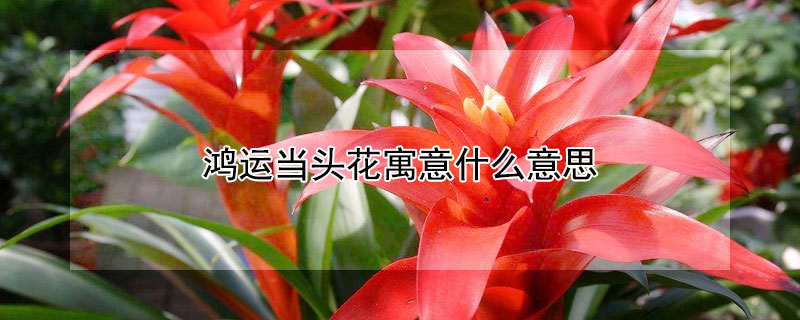 鸿运当头花寓意什么意思 鸿运当头花代表什么