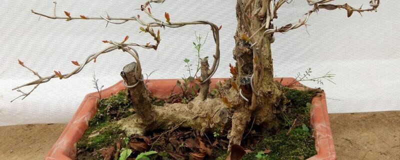 下山桩怎么套膜 下山桩要套袋吗