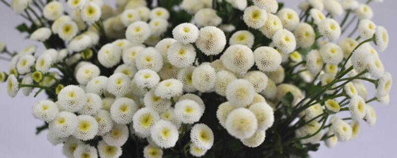 纽扣菊盆栽的养殖方法 纽扣菊盆栽的养殖方法和技术