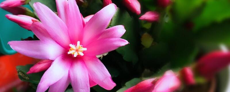仙指兰怎么养才能开花（仙指兰怎么养才能开花呢）