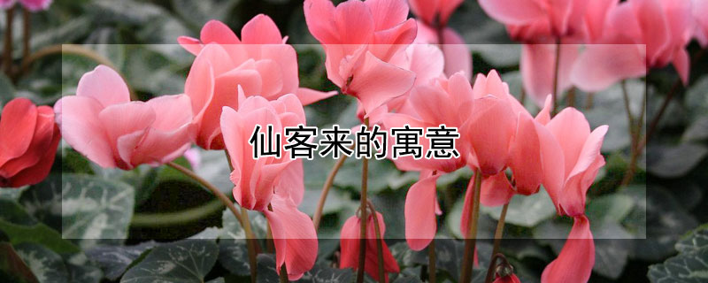 仙客来的寓意 仙客来的寓意和象征